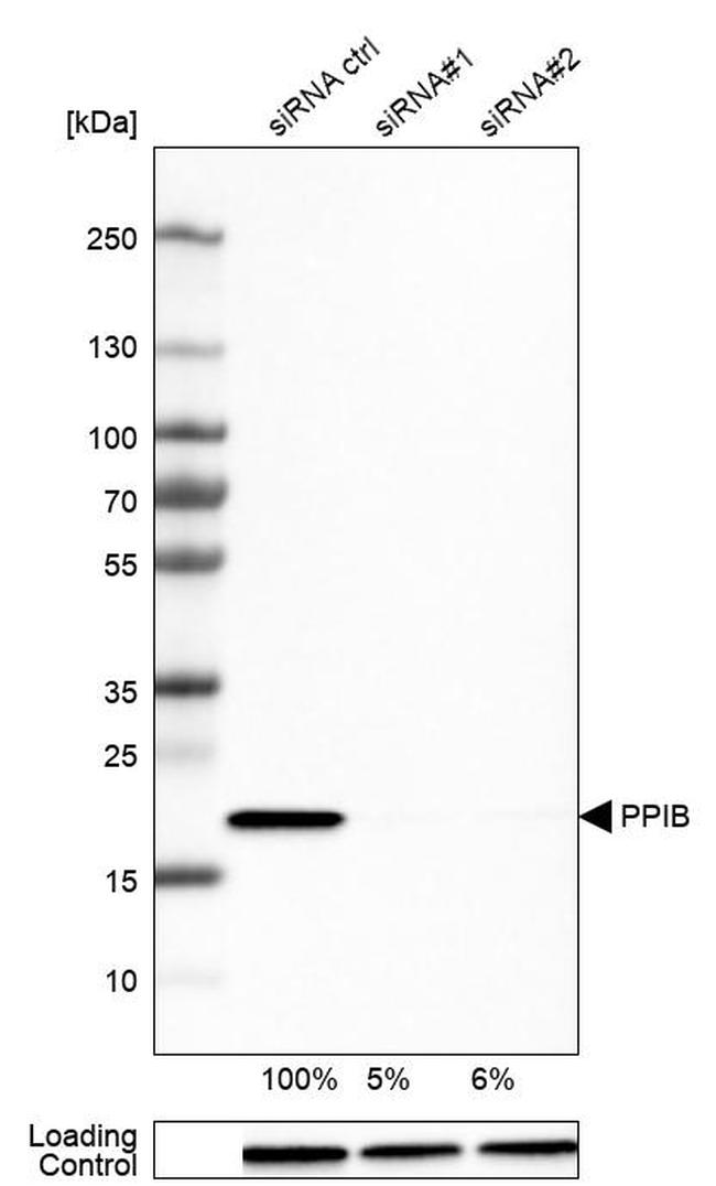 Cyclophilin B Antibody