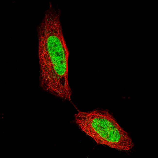 CUX1 Antibody in Immunocytochemistry (ICC/IF)