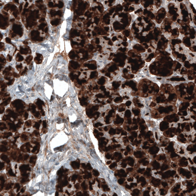 Carboxypeptidase A1 Antibody in Immunohistochemistry (Paraffin) (IHC (P))