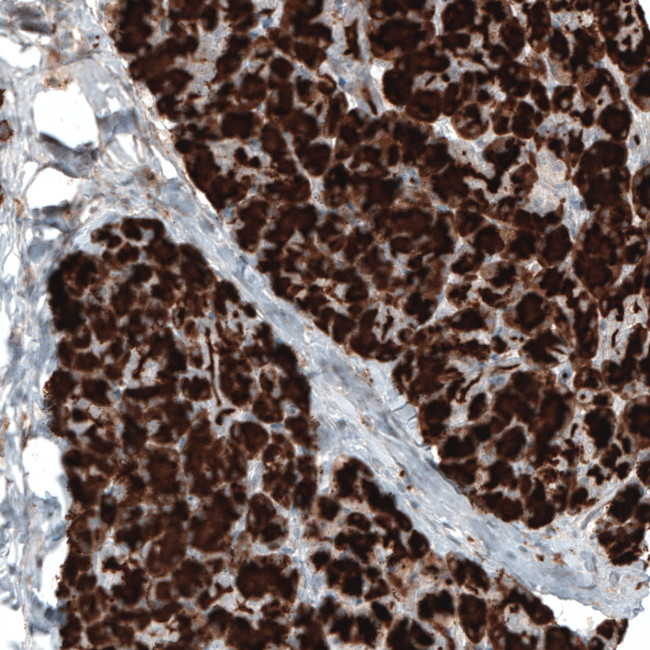 Carboxypeptidase A1 Antibody in Immunohistochemistry (Paraffin) (IHC (P))