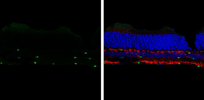 SOX2 Antibody in Immunohistochemistry (Frozen) (IHC (F))