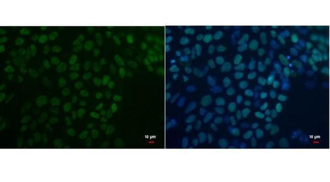 OCT4 Antibody in Immunocytochemistry (ICC/IF)