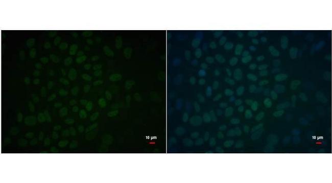 OCT4 Antibody in Immunocytochemistry (ICC/IF)