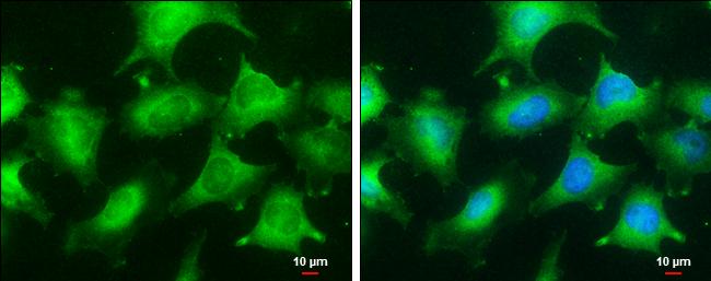 GLO1 Antibody in Immunocytochemistry (ICC/IF)