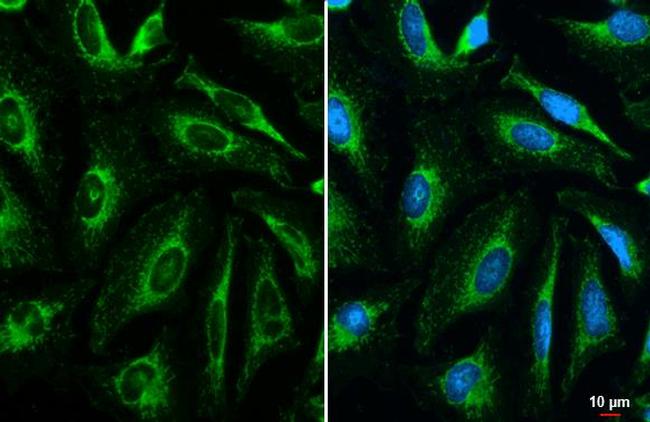 COX4 Antibody in Immunocytochemistry (ICC/IF)