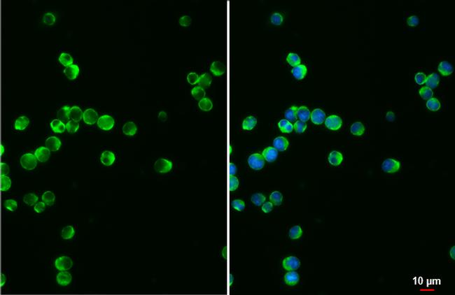 VAV1 Antibody in Immunocytochemistry (ICC/IF)