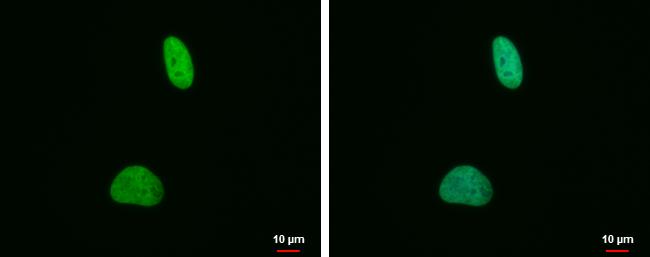 H4K20me2 Antibody in Immunocytochemistry (ICC/IF)