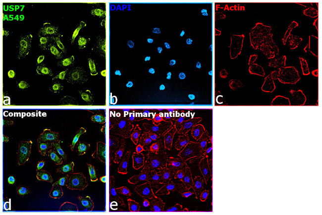 USP7 Antibody in Immunocytochemistry (ICC/IF)