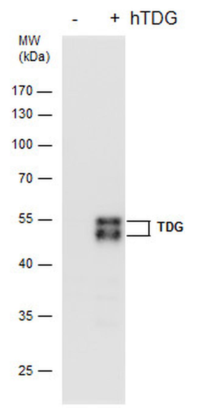 TDG Antibody in Western Blot (WB)