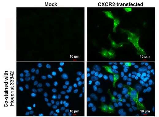 CXCR2 Antibody in Immunocytochemistry (ICC/IF)