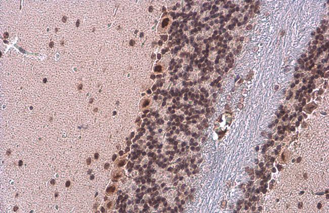 TDG Antibody in Immunohistochemistry (Paraffin) (IHC (P))