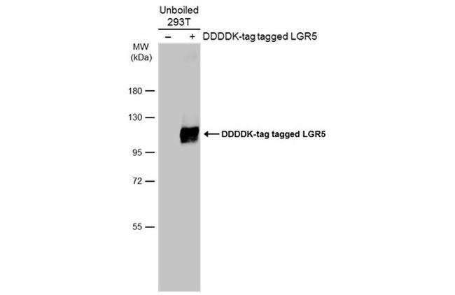 LGR5 Antibody in Western Blot (WB)