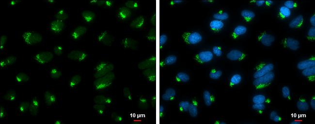 GOLGA5 Antibody in Immunocytochemistry (ICC/IF)