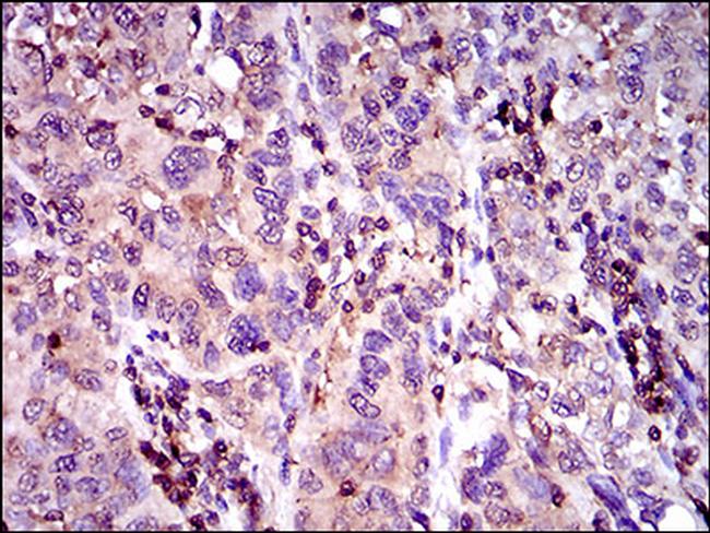 MRP4 Antibody in Immunohistochemistry (Paraffin) (IHC (P))