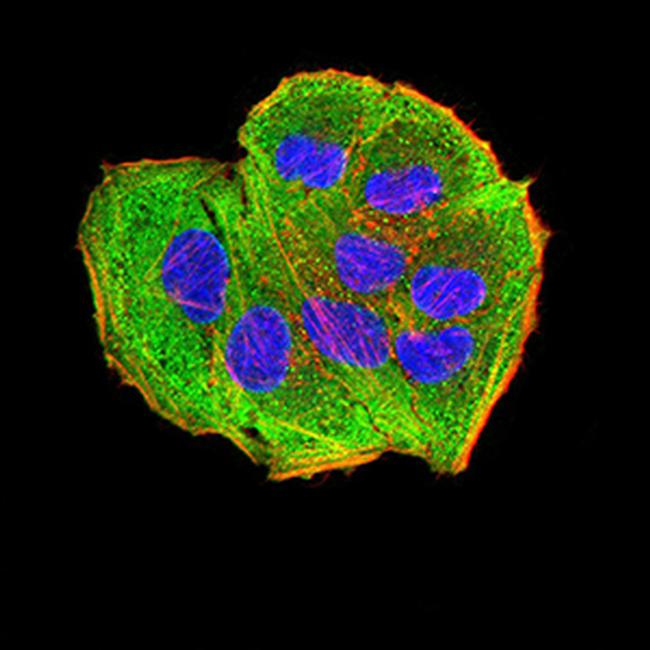 AEBP2 Antibody in Immunocytochemistry (ICC/IF)