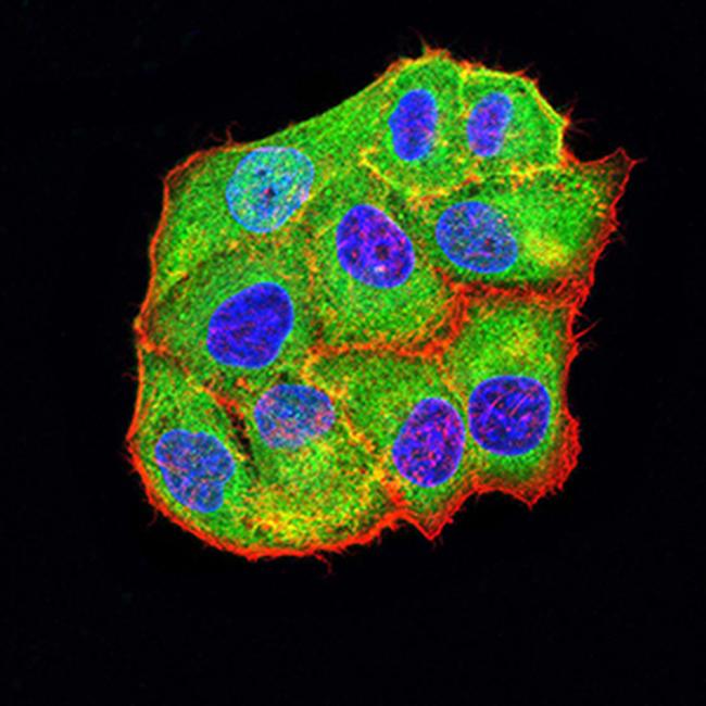 Bcl-B Antibody in Immunocytochemistry (ICC/IF)