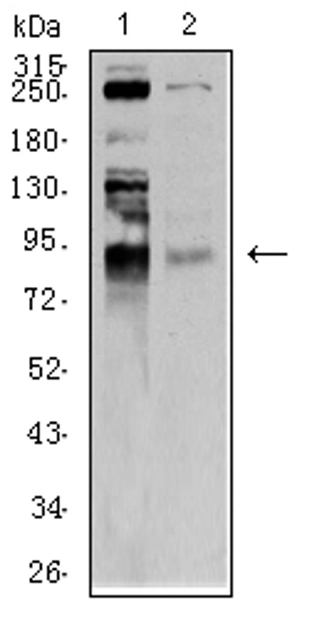 BRD2 Antibody in Western Blot (WB)