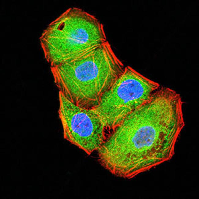 BTN2A2 Antibody in Immunocytochemistry (ICC/IF)