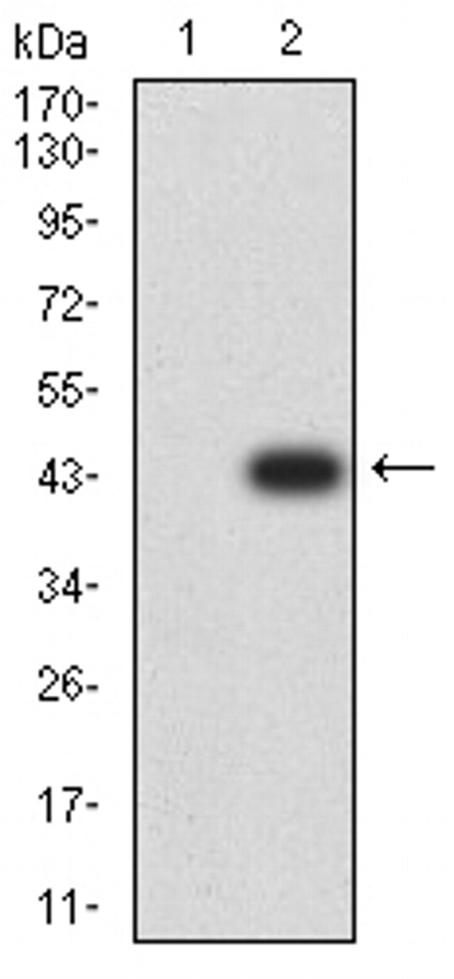 C1QC Antibody in Western Blot (WB)