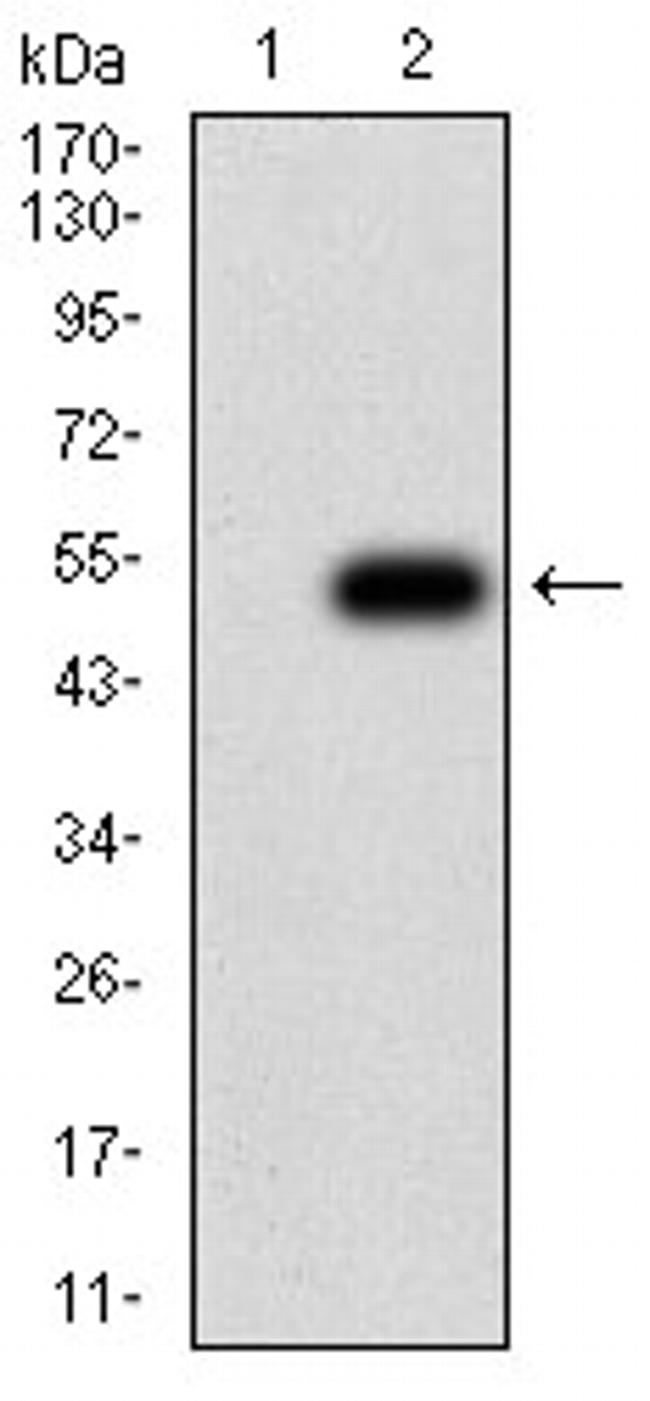 BCMA Antibody in Western Blot (WB)