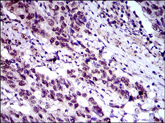 FLIP Antibody in Immunohistochemistry (Paraffin) (IHC (P))