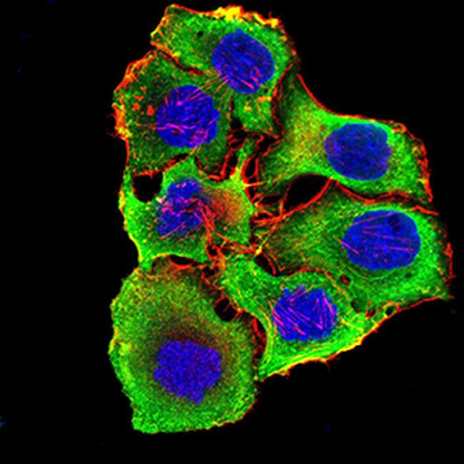 CHRNA3 Antibody in Immunocytochemistry (ICC/IF)