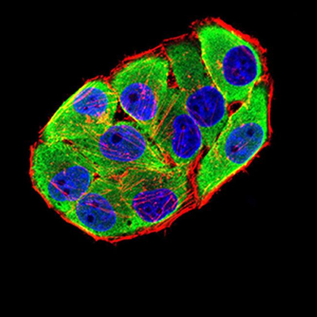 CHRNA6 Antibody in Immunocytochemistry (ICC/IF)