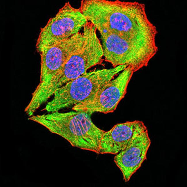 CHRNB4 Antibody in Immunocytochemistry (ICC/IF)