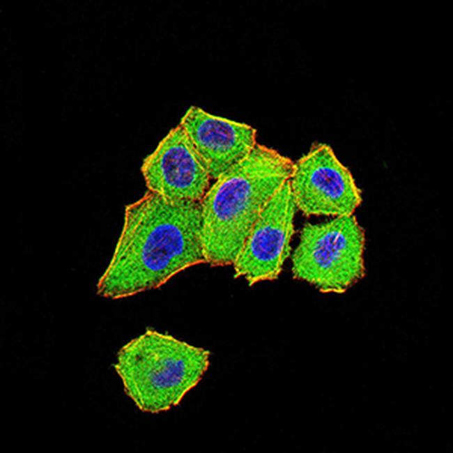 DDX1 Antibody in Immunocytochemistry (ICC/IF)