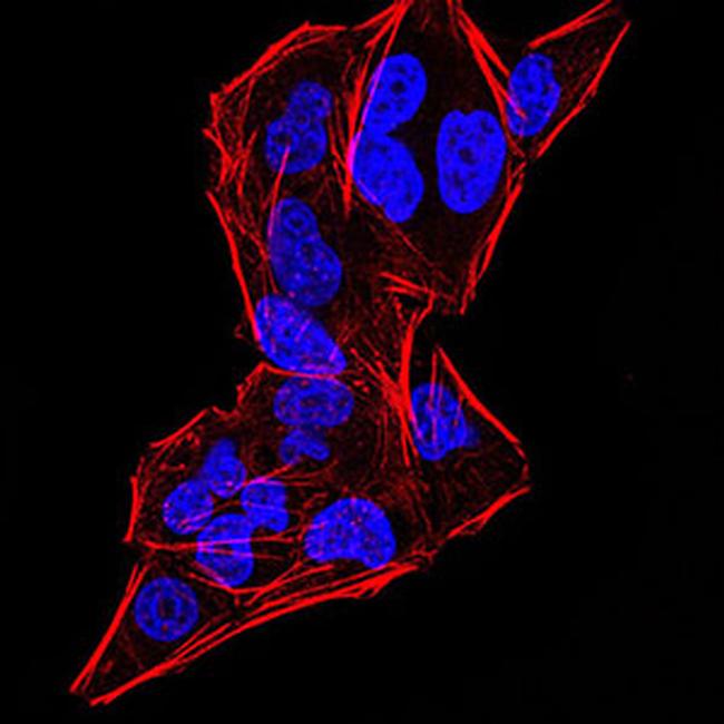 Gemin 3 Antibody in Immunocytochemistry (ICC/IF)