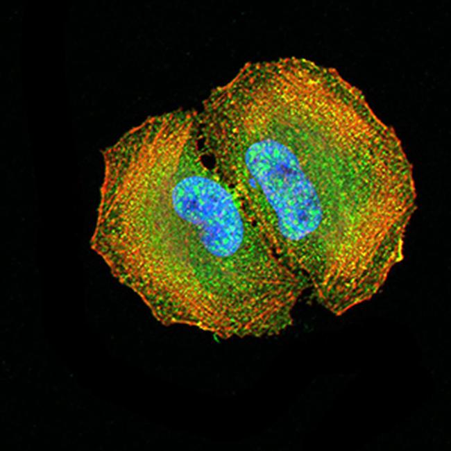 DAB2 Antibody in Immunocytochemistry (ICC/IF)