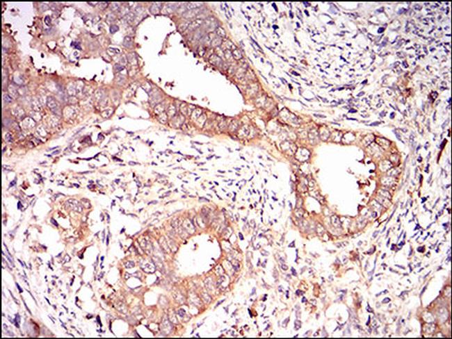 EIF2A Antibody in Immunohistochemistry (Paraffin) (IHC (P))