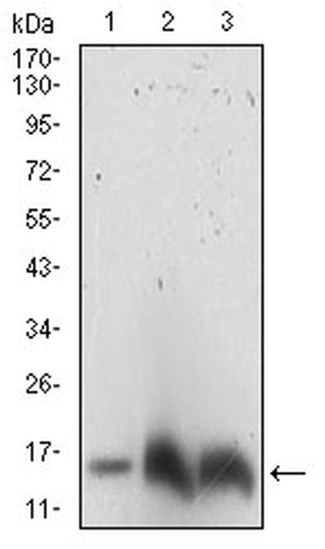 HH3 Antibody in Western Blot (WB)