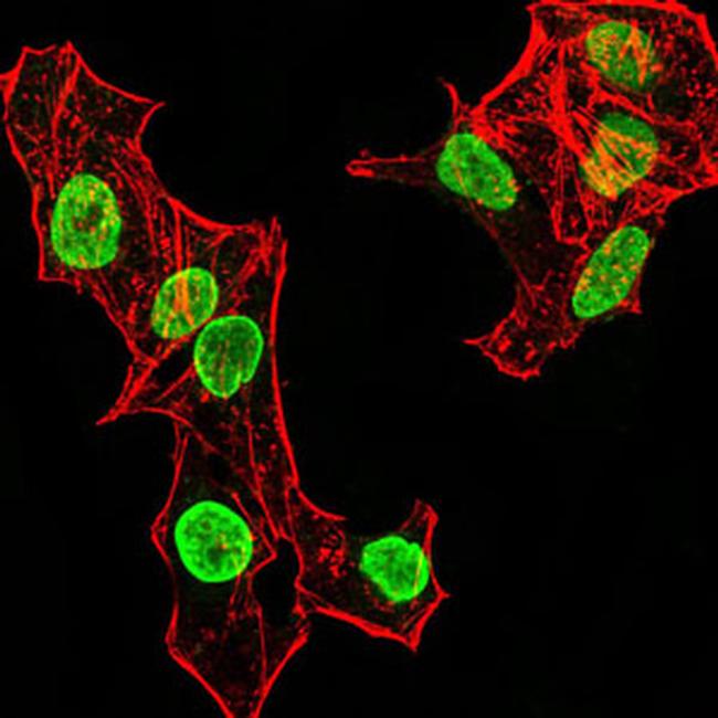 H4K20me1 Antibody in Immunocytochemistry (ICC/IF)