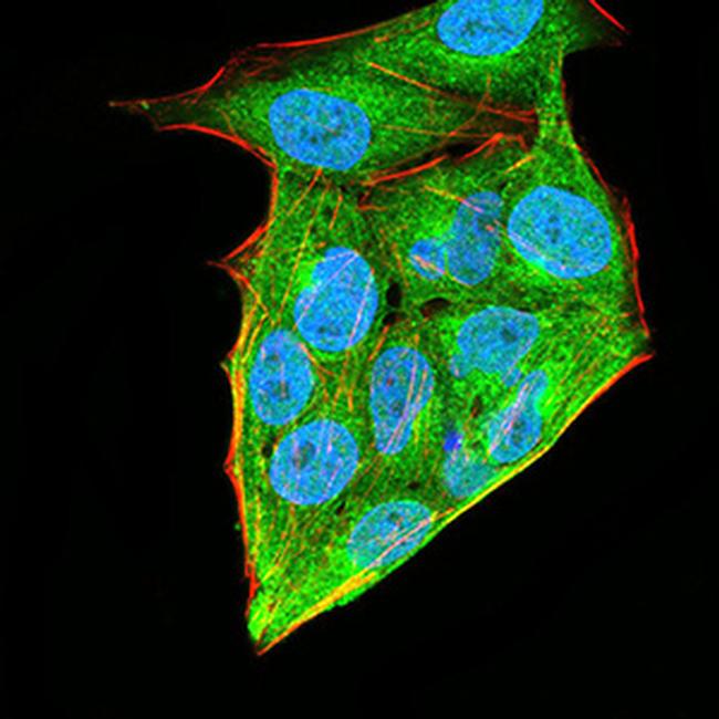 HOXA9 Antibody in Immunocytochemistry (ICC/IF)