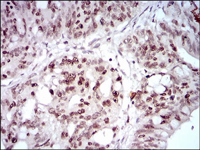 HOXB4 Antibody in Immunohistochemistry (Paraffin) (IHC (P))