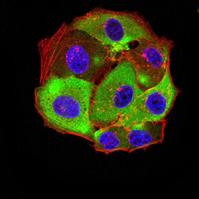 HTR3A Antibody in Immunocytochemistry (ICC/IF)