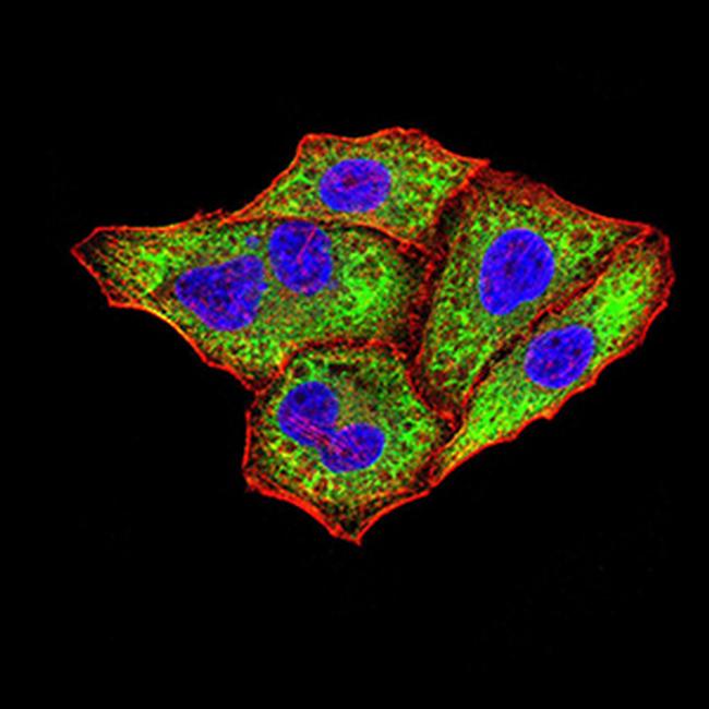 IGHA1 Antibody in Immunocytochemistry (ICC/IF)