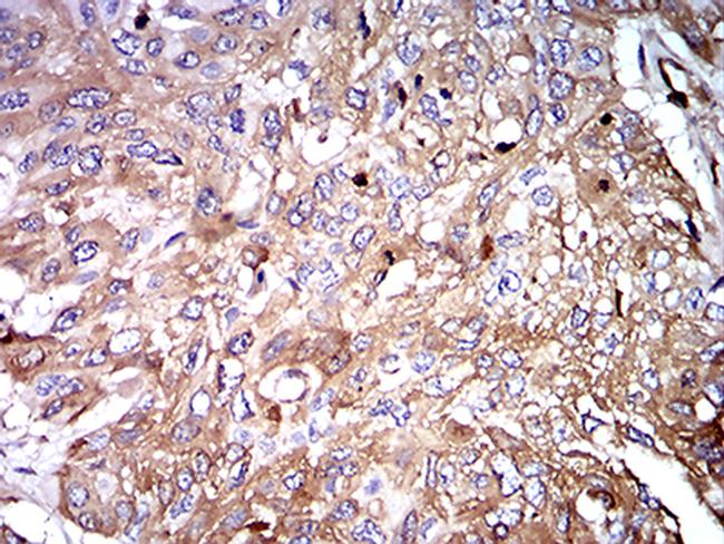 IGHA1 Antibody in Immunohistochemistry (Paraffin) (IHC (P))