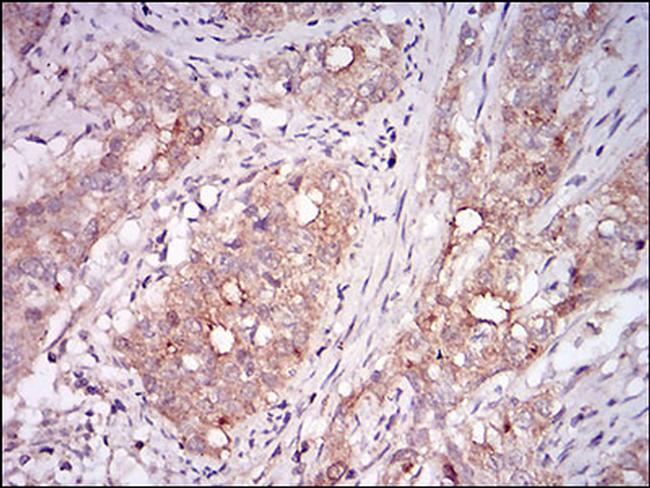 Myostatin Antibody in Immunohistochemistry (Paraffin) (IHC (P))