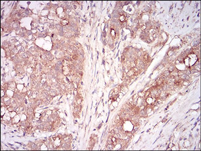 Myostatin Antibody in Immunohistochemistry (Paraffin) (IHC (P))