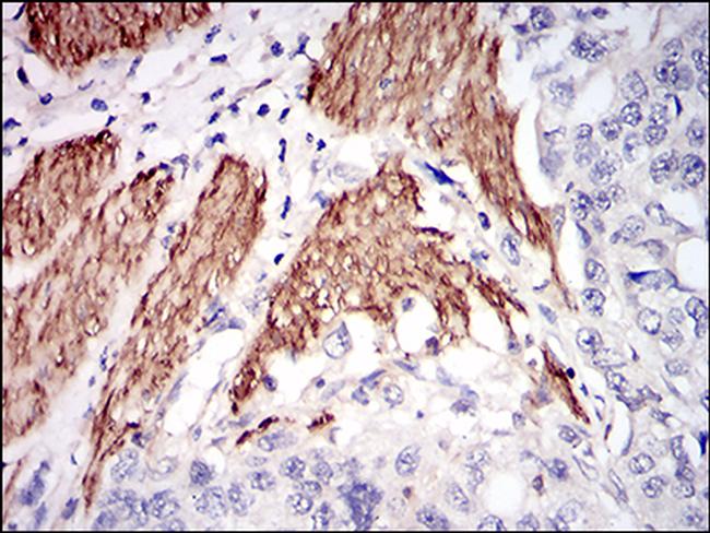 NPC1 Antibody in Immunohistochemistry (Paraffin) (IHC (P))