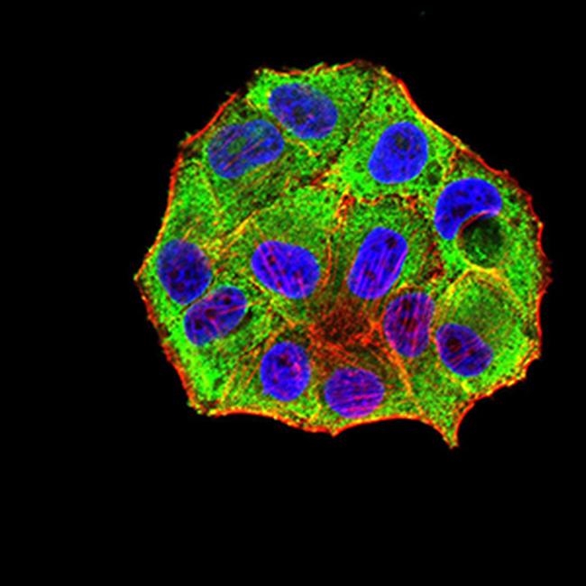 PXR Antibody in Immunocytochemistry (ICC/IF)