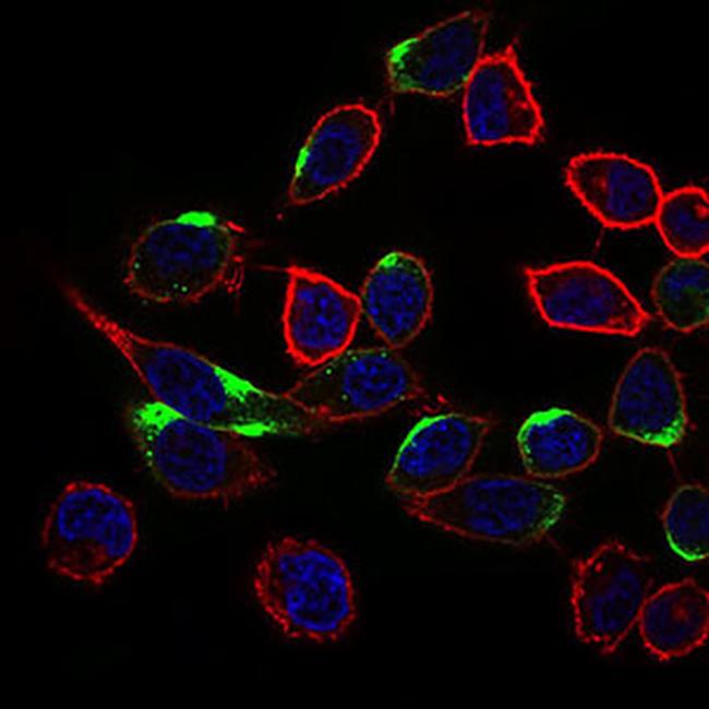 NRCAM Antibody in Immunocytochemistry (ICC/IF)