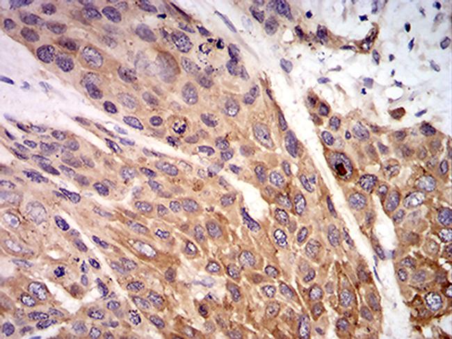 P2X7 Antibody in Immunohistochemistry (Paraffin) (IHC (P))