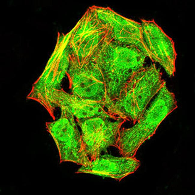 Phospho-NLRC4 (Ser533) Antibody in Immunocytochemistry (ICC/IF)