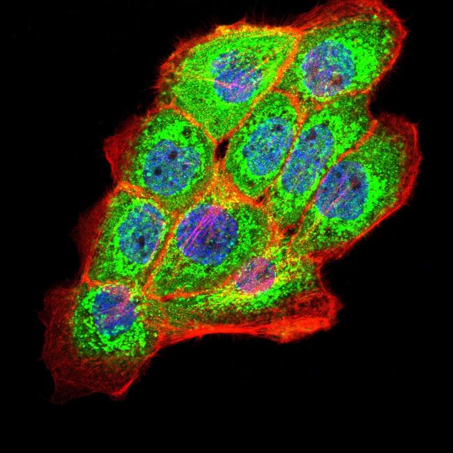 PKHD1 Antibody in Immunocytochemistry (ICC/IF)