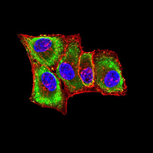 Plexin-A1 Antibody in Immunocytochemistry (ICC/IF)