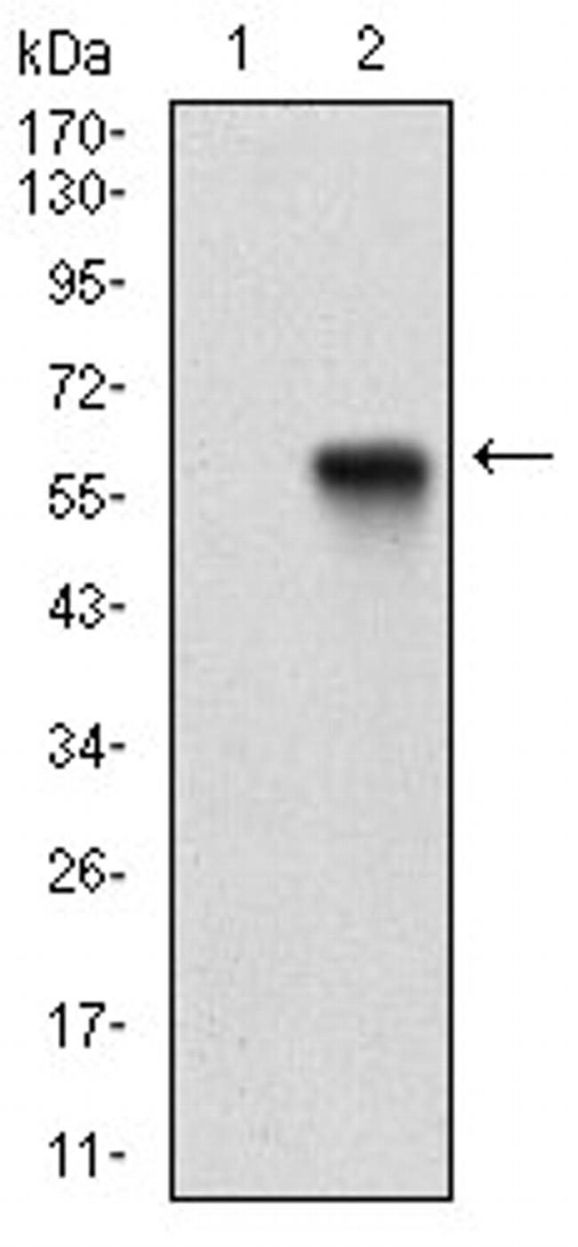 PPARGC1B Antibody in Western Blot (WB)