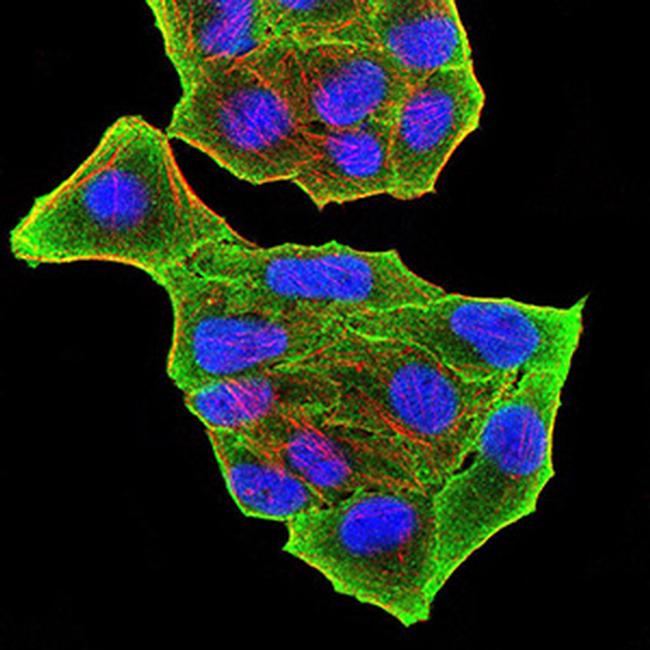 PRDM5 Antibody in Immunocytochemistry (ICC/IF)